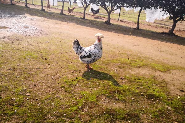 广东省农业农村厅关于公布种畜禽生产经营许可证核发权限的通知（粤农农规〔2026〕2号）