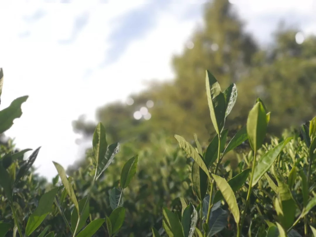 乐山：马边建成乐山首个碾茶微型加工园区 引领茶产业突围