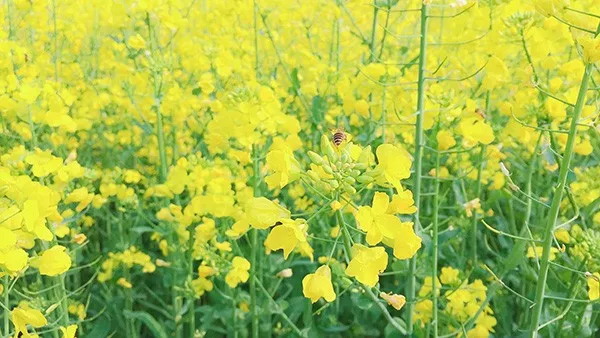 农业农村部种业管理司关于征求《国家级主要农作物品种试验管理办法（征求意见稿）》意见的通知（农种品函〔2026〕3号）