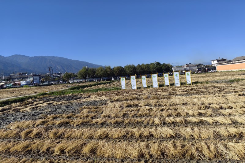 天津市农业发展服务中心关于印发2026年天津市水稻品种试验方案的通知