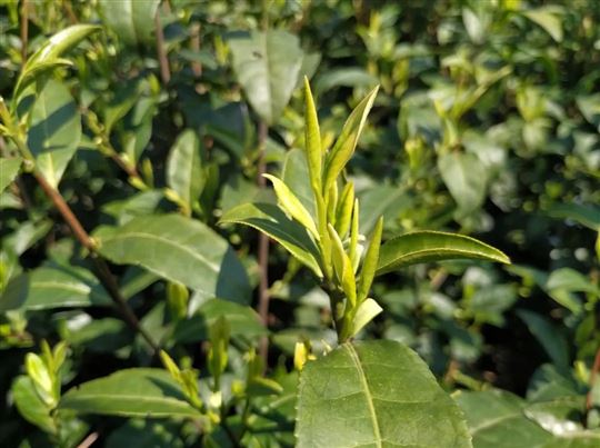 2026年3月中国茶叶进出口情况简报