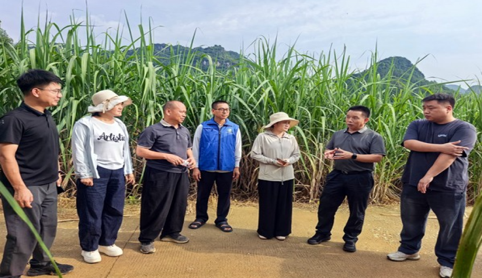 国家糖料产业技术体系岗位专家赴百色开展甘蔗产业调研及科技服务