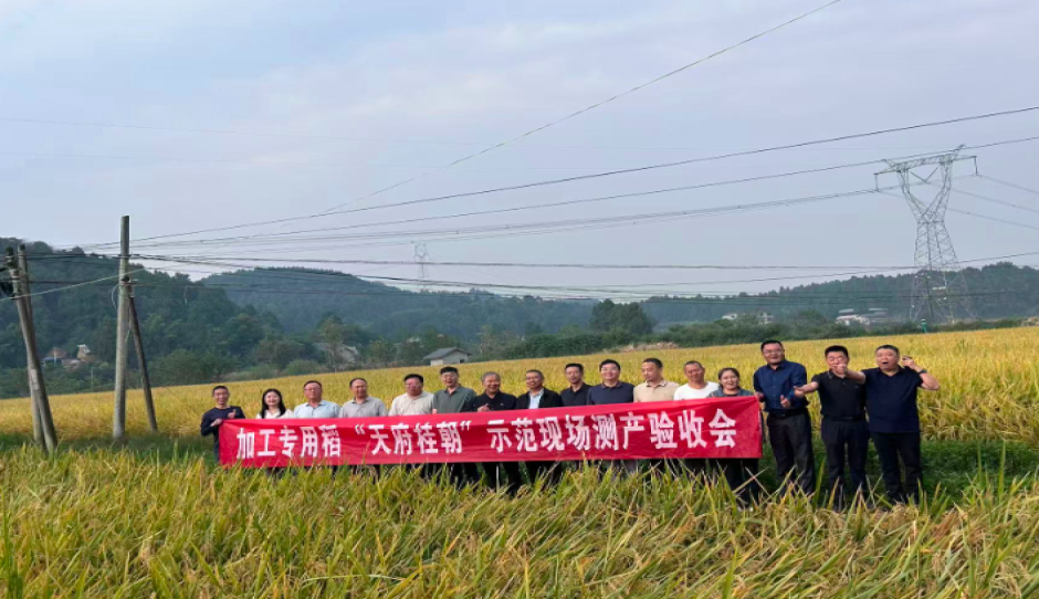 四川省农科院水稻高粱所召开加工专用稻“天府桂朝”示范观摩测产与米粉评鉴会