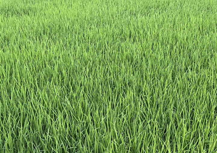 立春至 万物苏，春耕备耕正当时