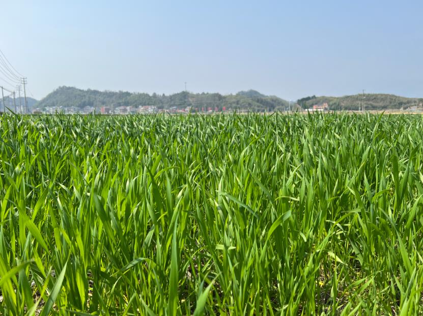 2026年大麦生产技术意见